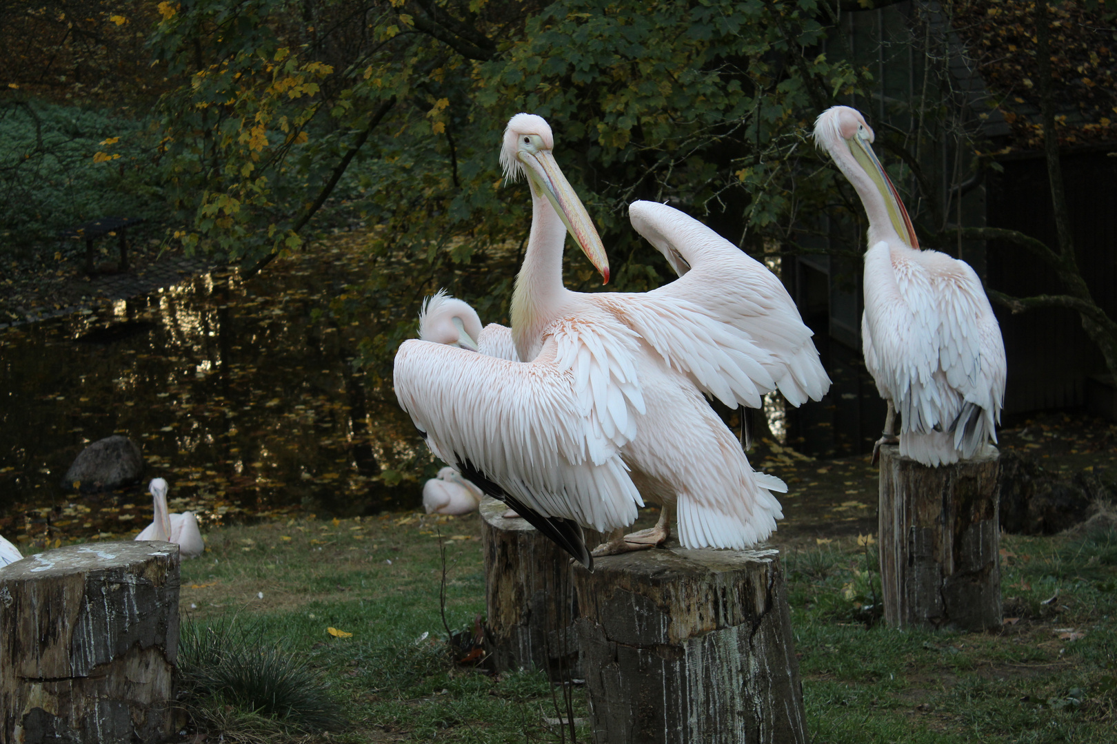 Pelikan im Tierpark