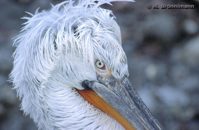 Pelikan im Tierpark