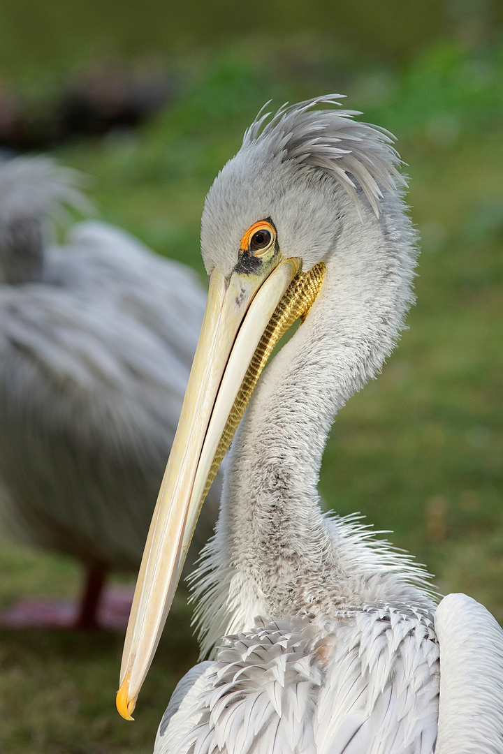 Pelikan im Tierpark Hagenbeck