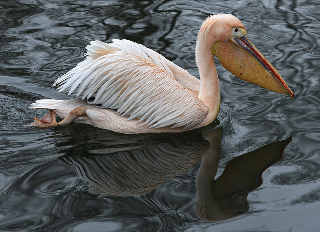 Pelikan im Tierpark Straubing