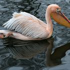 Pelikan im Tierpark Straubing