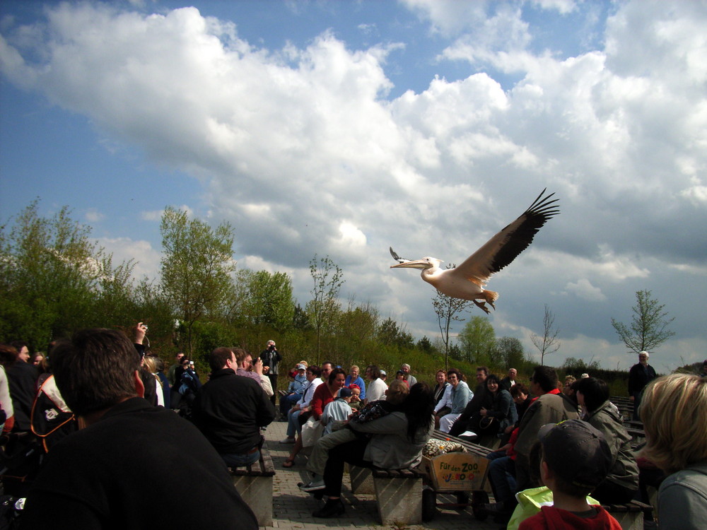 Pelikan im Vogelpark Marlow