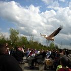 Pelikan im Vogelpark Marlow