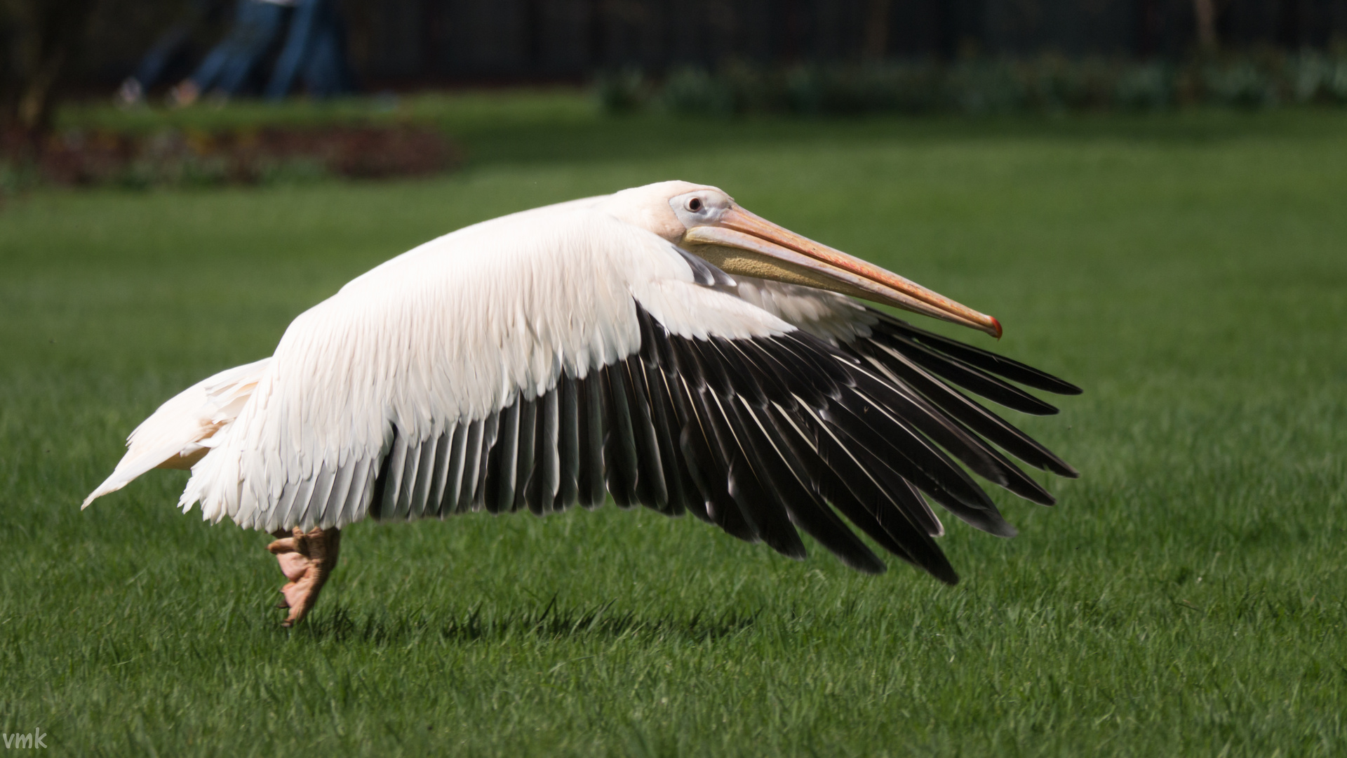 Pelikan im Vogelpark Walsrode