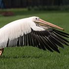 Pelikan im Vogelpark Walsrode