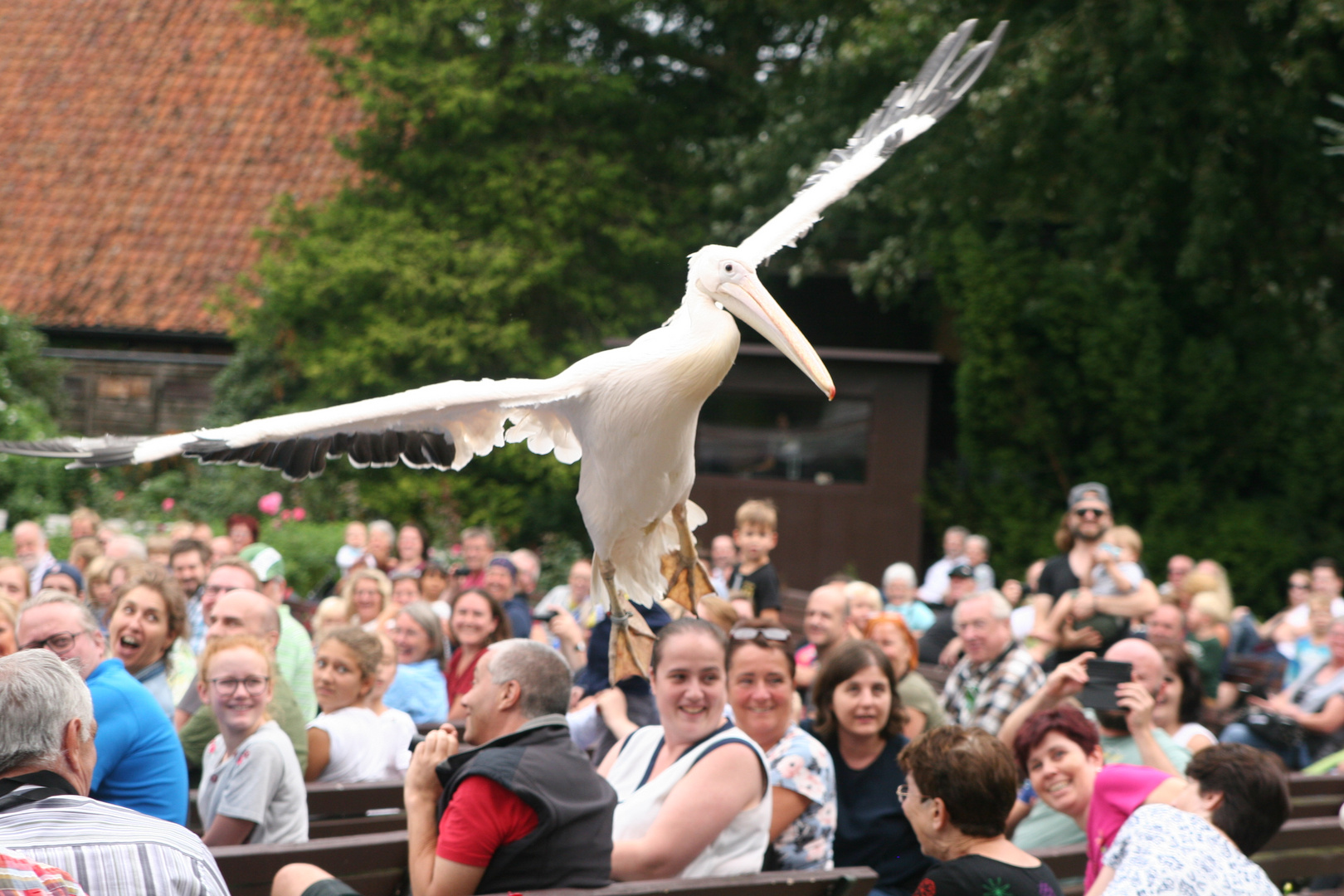 Pelikan im Vogelpark Walsrode