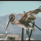 Pelikan im Vorbeiflug