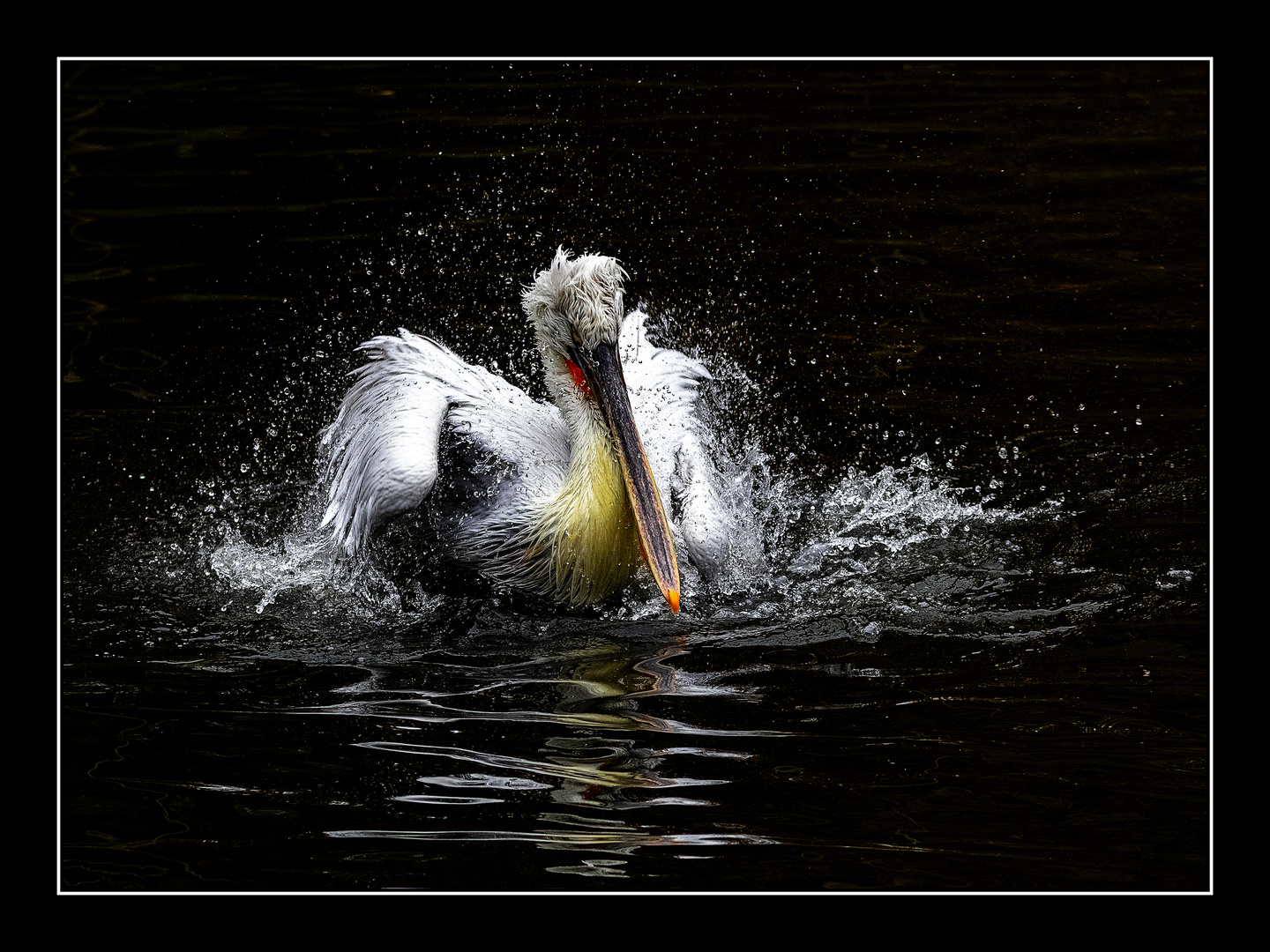 Pelikan im Wasser