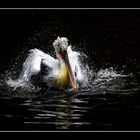 Pelikan im Wasser