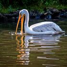 Pelikan im Weltvogelpark Walsrode