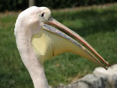 Pelikan im Zoo