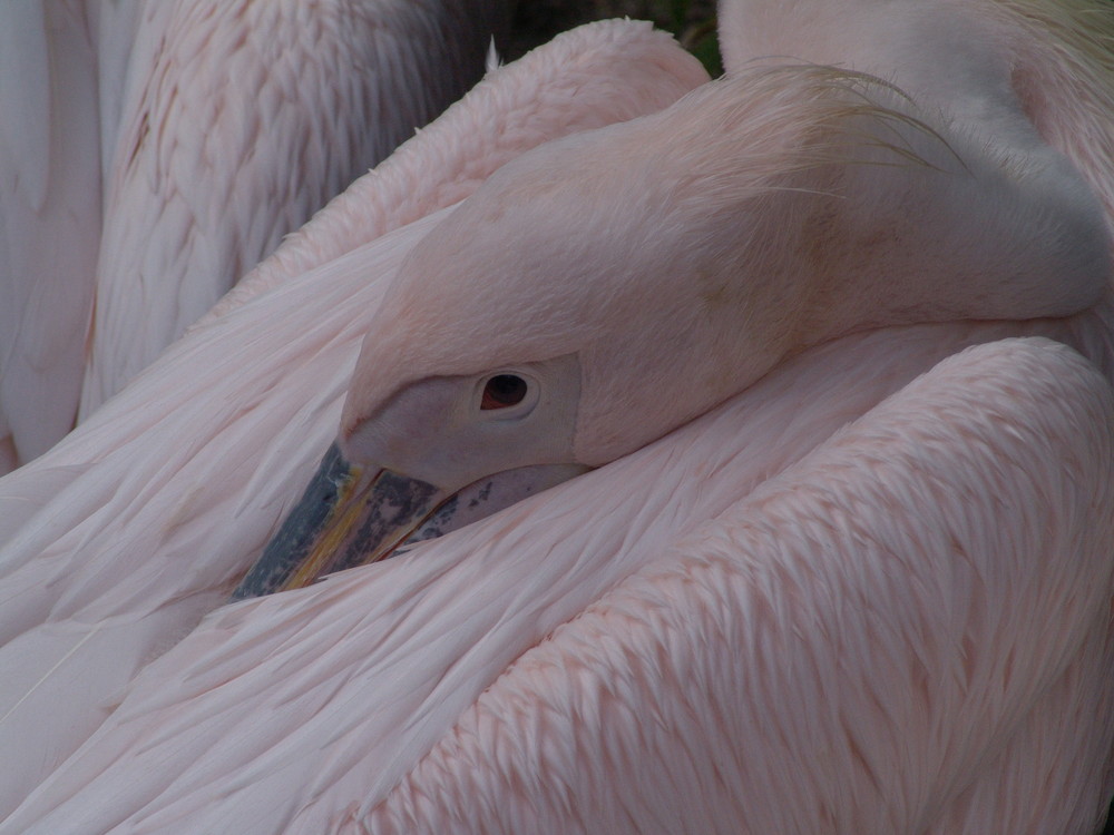 Pelikan im Zoo : )