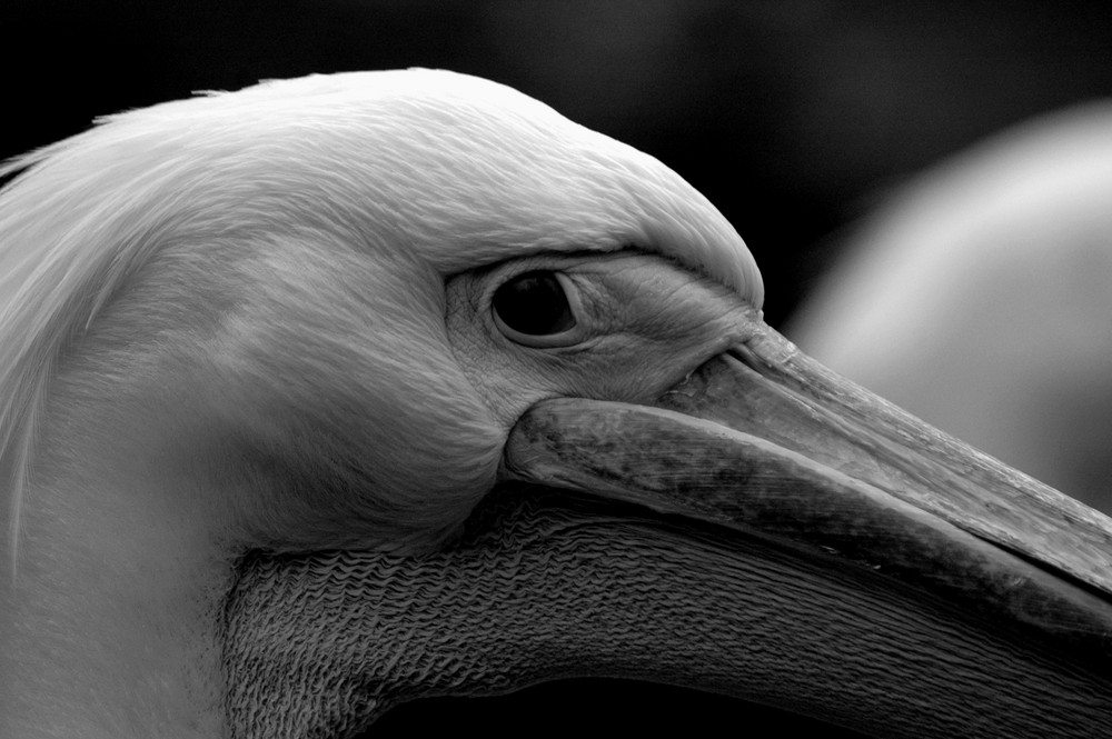 Pelikan im Zoo Basel