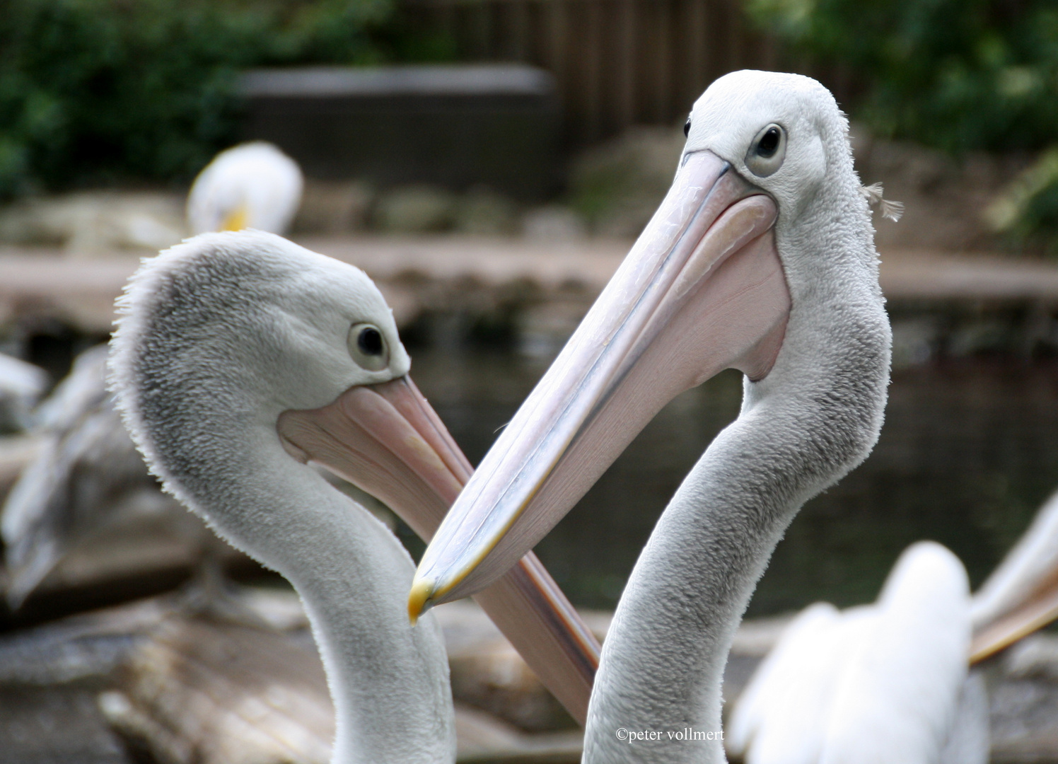 Pelikan im Zoo Berlin