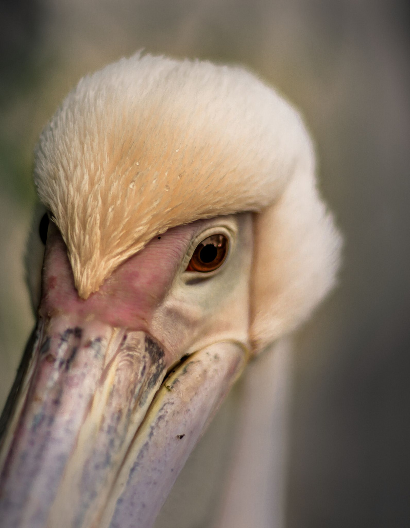 Pelikan im Zoo Dresden