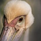 Pelikan im Zoo Dresden