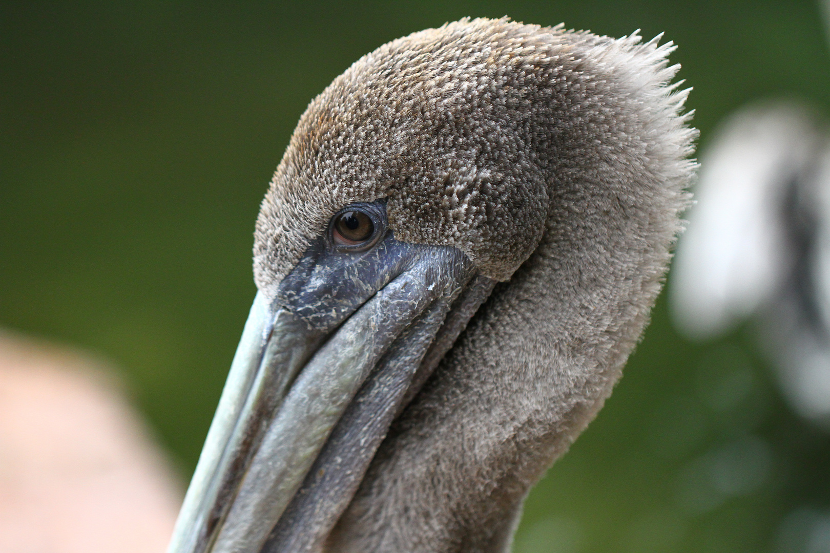 Pelikan im Zoo Halle