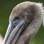 Pelikan im Zoo Halle