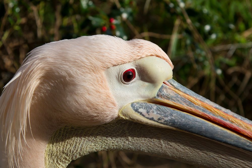 Pelikan im Zoo Hannover