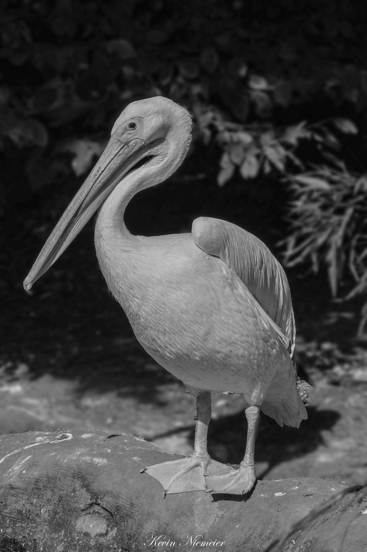 Pelikan im Zoo Hannover