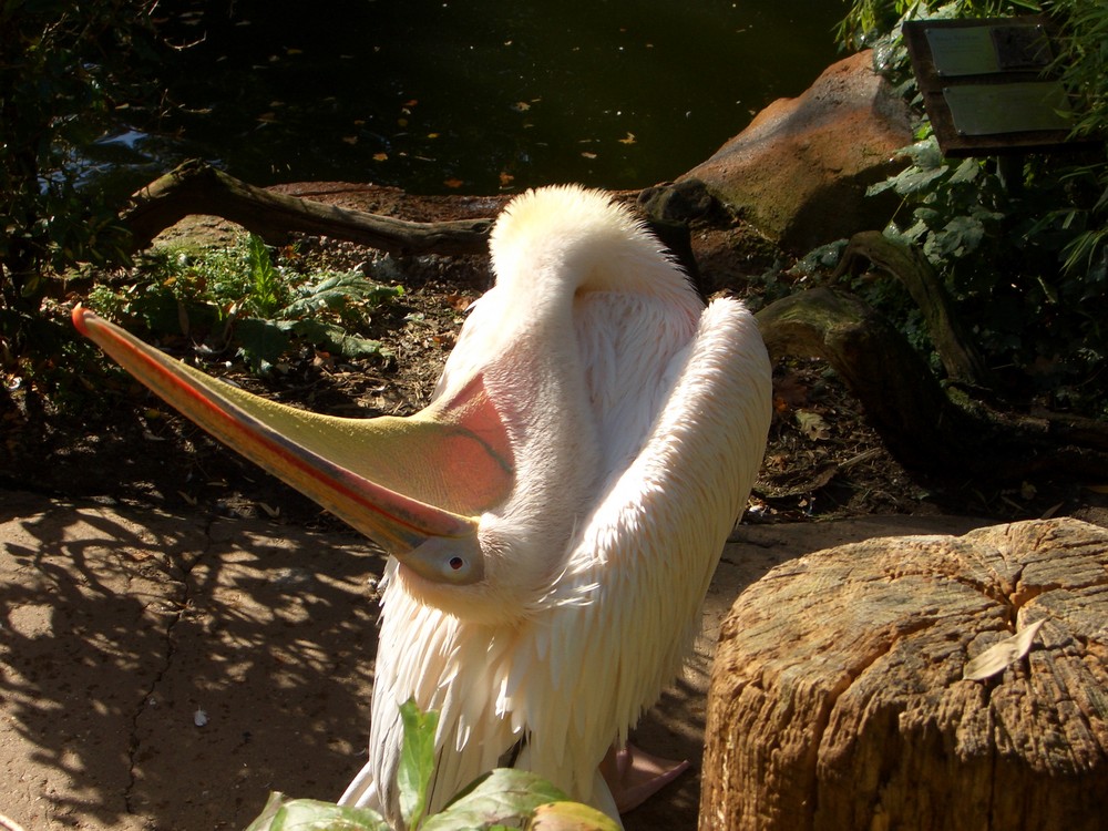 Pelikan im Zoo Hannover