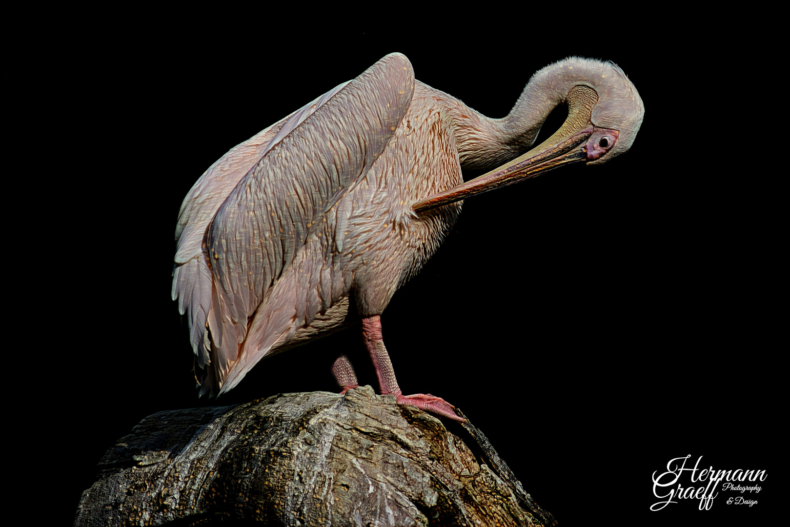 Pelikan Im Zoo Heidelberg