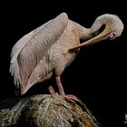 Pelikan Im Zoo Heidelberg