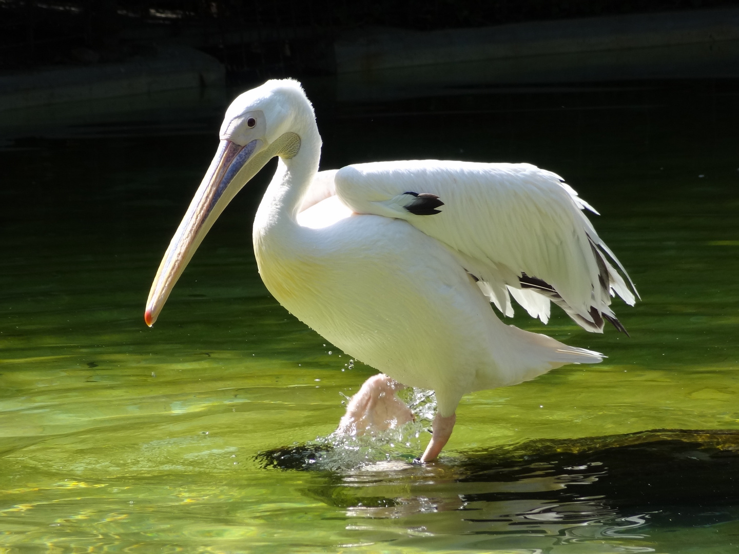 Pelikan im Zoo-Heidelberg