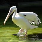 Pelikan im Zoo-Heidelberg