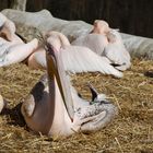 Pelikan im Zoo Hellabrunn bei München