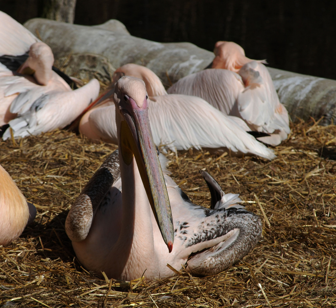 Pelikan im Zoo Hellabrunn bei München