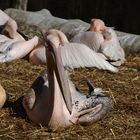 Pelikan im Zoo Hellabrunn bei München