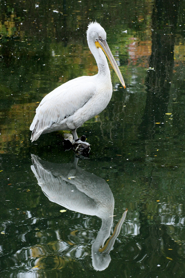 Pelikan im Zoo Leipzig