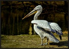 Pelikan im Zoo Schmiding