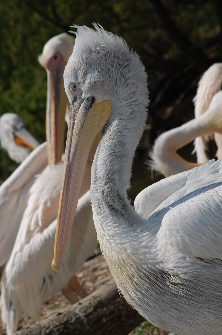 Pelikan im Zoo Schmiding