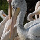 Pelikan im Zoo Schmiding