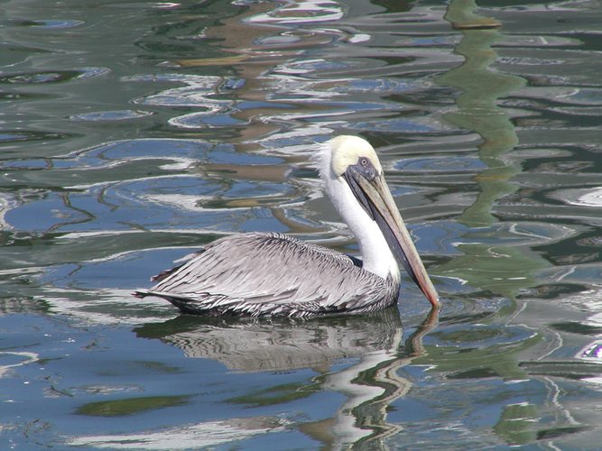 Pelikan in Clearwater