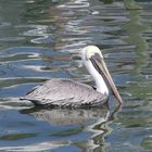 Pelikan in Clearwater