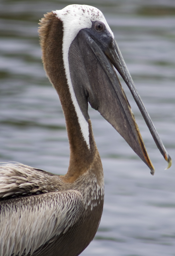 Pelikan in den Everglades