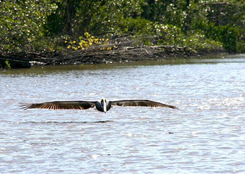 Pelikan in den Everglades