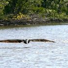 Pelikan in den Everglades