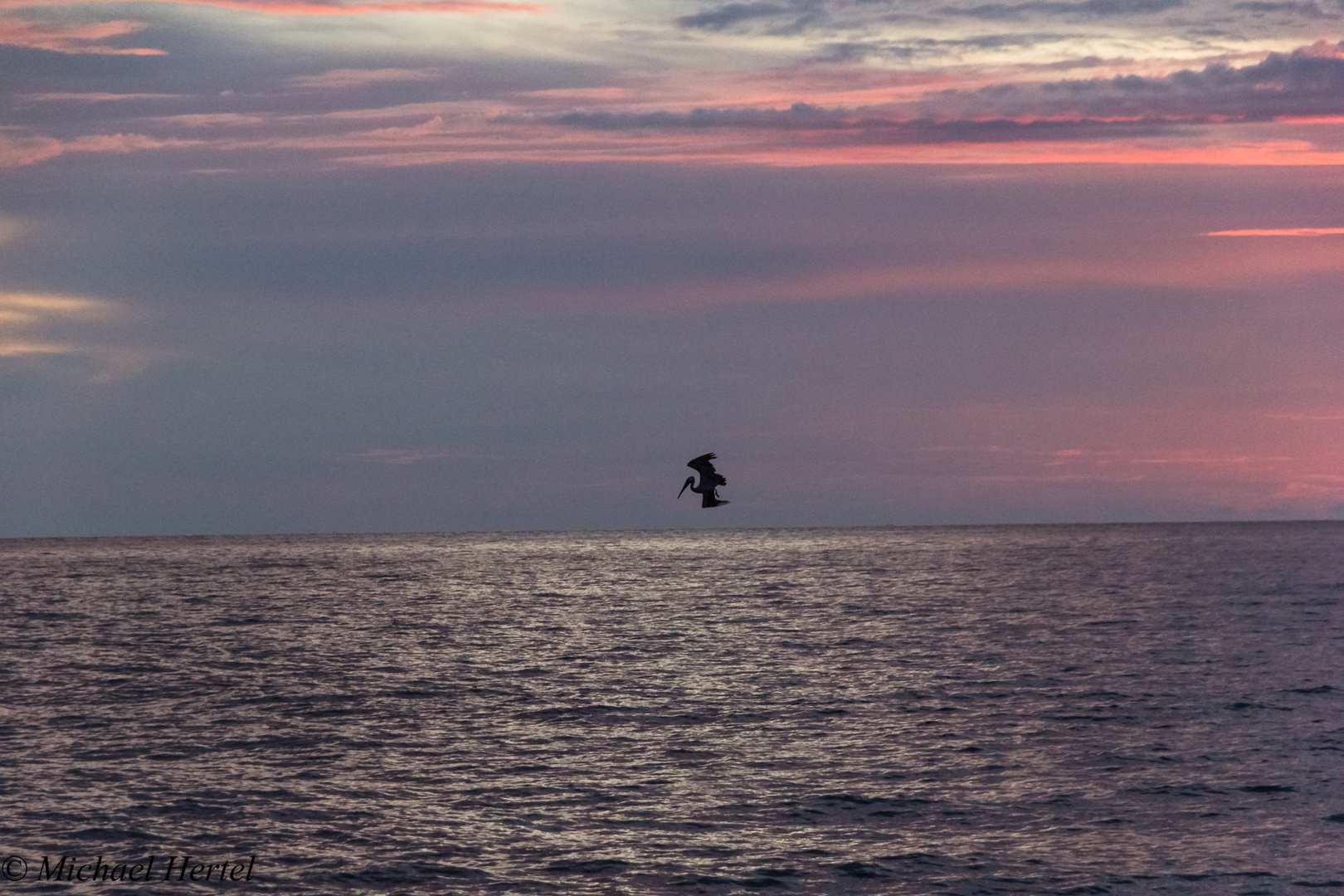 Pelikan in der Abenddämmerung