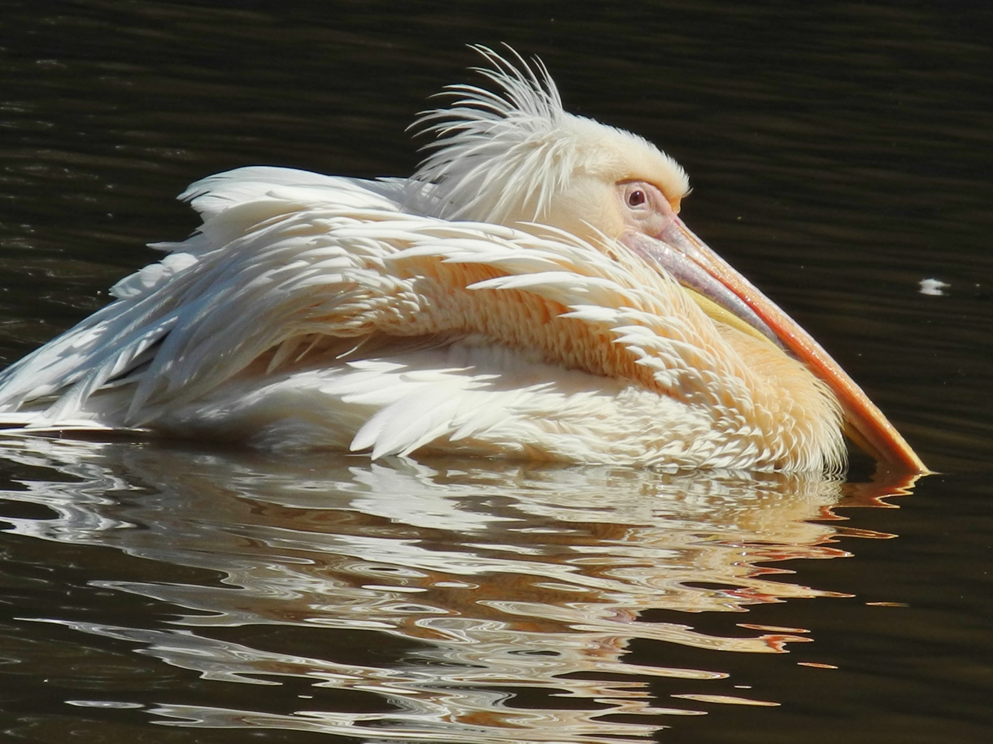 Pelikan in der Abendsonne