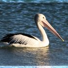 Pelikan in der Abendsonne