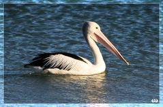 Pelikan in der Abendsonne