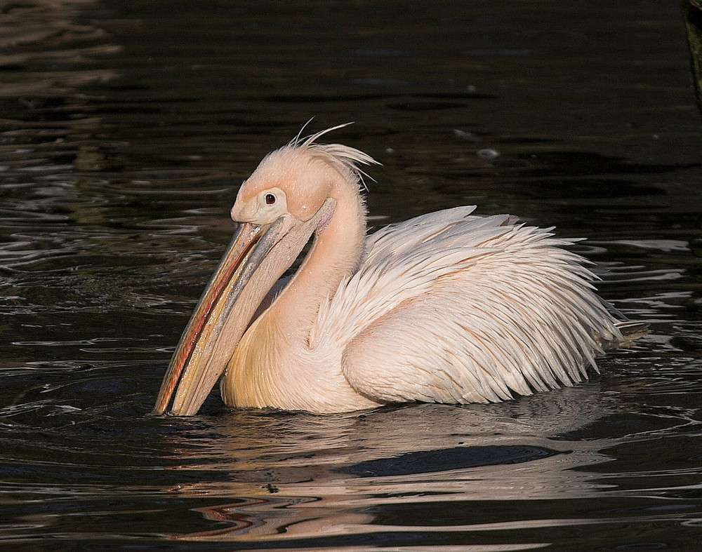 Pelikan in der Abendsonne