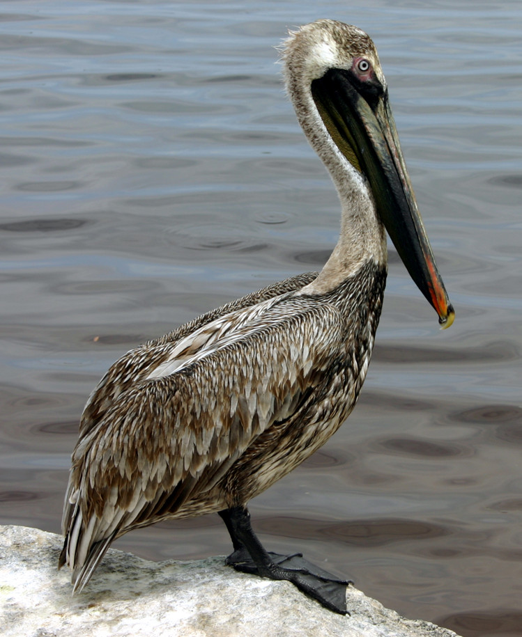 Pelikan in Florida