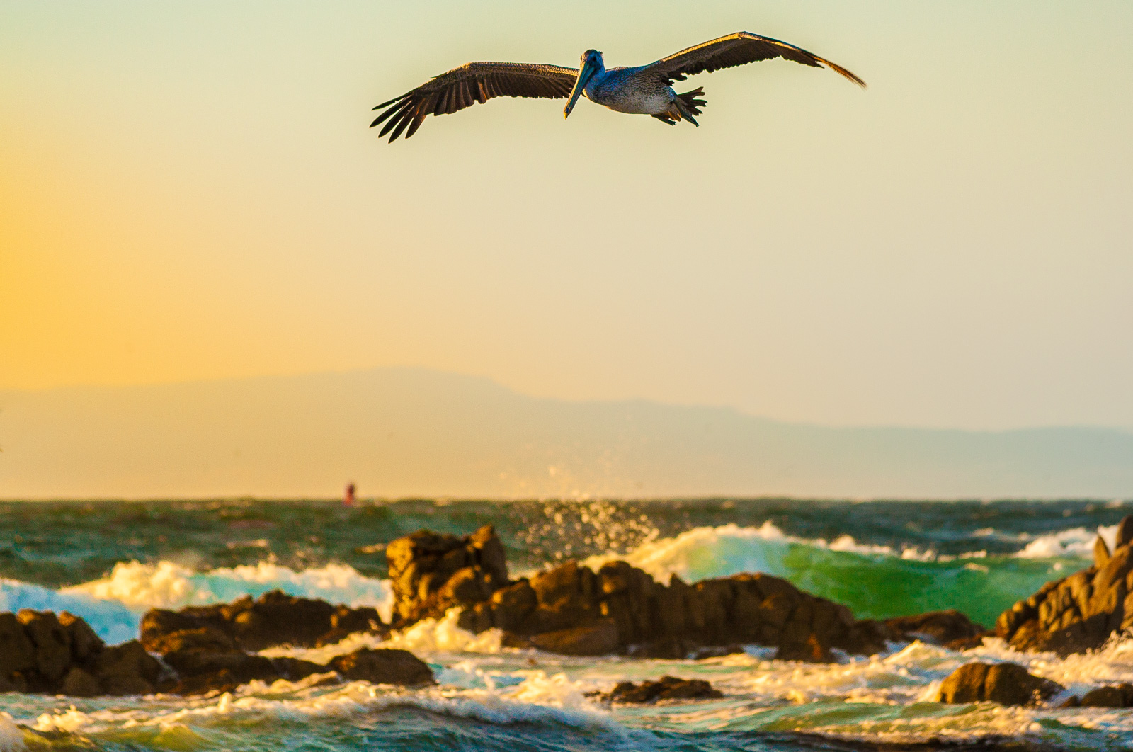 Pelikan in Monterey