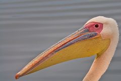 pelikan in namibia