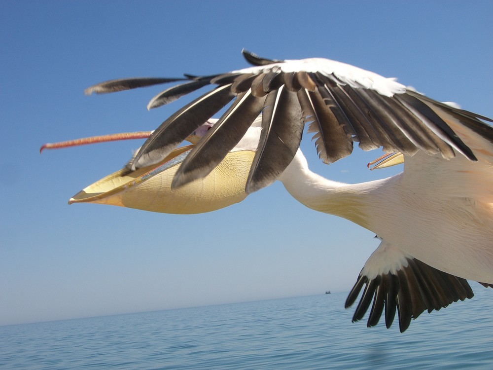 pelikan in namibia